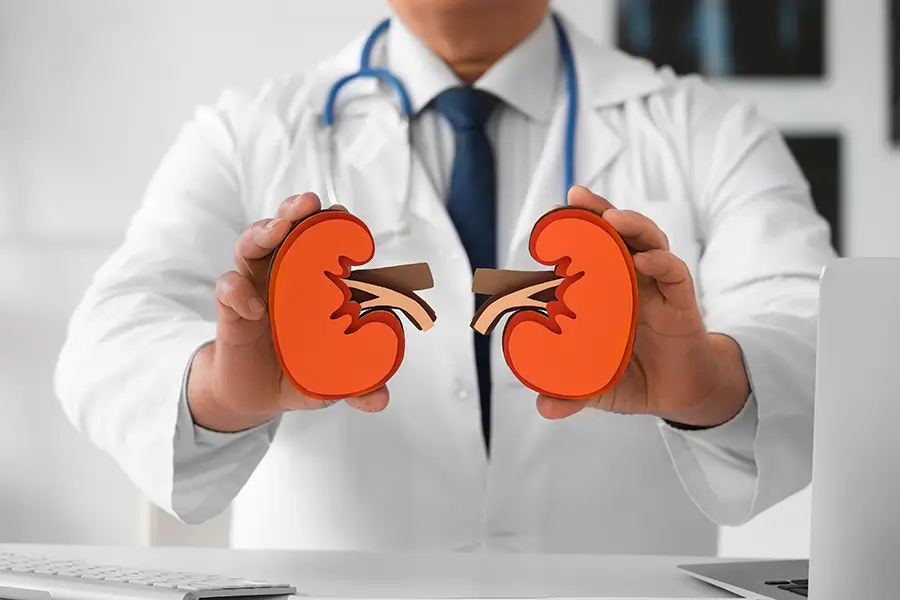 nephrologist holding paper kidneys