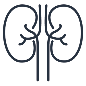 image of kidneys in black and white outline